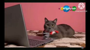 Котики на Карусель и жесть нет сигнала на телеканале Карусель