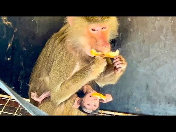 Лидочка становиться ПРИМЕРНОЙ МАТЕРЬЮ, а Люся так наелась, что ВЫКИНУЛА БАНАН! Обезьяна называется!