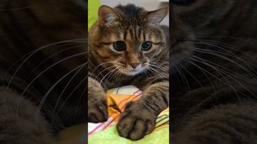 Новые штаны 🙀🤔😉🤣 #cat #кот #юмор #котушка #приколы #цитаты