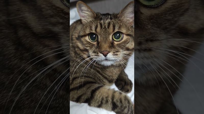 Наличие мозгов 🧠🤯😉🤣 #cat #кот #юмор #приколы #котушка #funny #цитаты