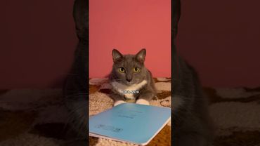 ЕСЛИ БЫ КОТИКИ ХОДИЛИ В ШКОЛУ - КЕТЧУП