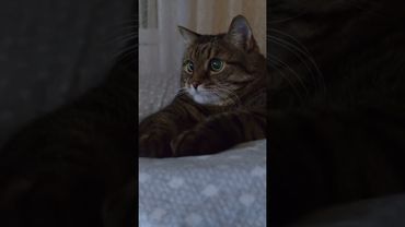 Мозги 🙀🤔😉🤣 #cat #кот #юмор #котушка #приколы #цитаты