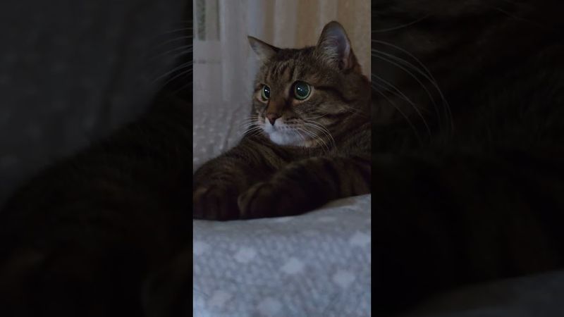 Мозги 🙀🤔😉🤣 #cat #кот #юмор #котушка #приколы #цитаты