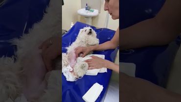 тяжёлые роды мальтезе #щенок #роды #собака #мальтипу