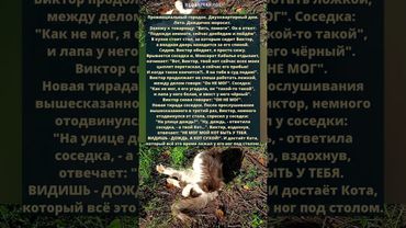 Кот. Дождь. И соседка #кошки #котики #кот #животные #cat