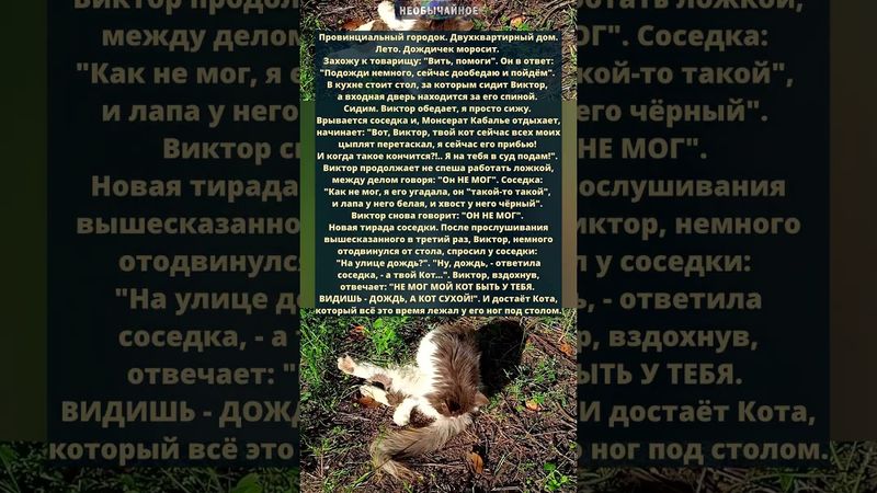 Кот. Дождь. И соседка #кошки #котики #кот #животные #cat