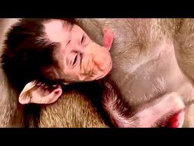 Мама Лида замечательно приняла дочку даже после рук людей, Анфиса сразу стала кушать, а мы ВСЕ РАДЫ!