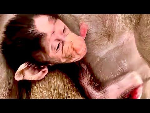 Мама Лида замечательно приняла дочку даже после рук людей, Анфиса сразу стала кушать, а мы ВСЕ РАДЫ!