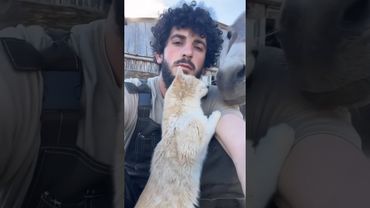 Фермер и его животные #юмор #прикол #shortvideo #shorts #relax