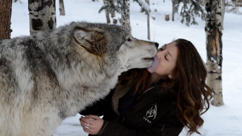 The Big Bad Wolf Is Really A Softie | From The Vault Pet Moments