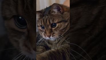 С детства 🙀🤗🤔🤣#cat #кот #юмор #котушка #приколы #цитаты