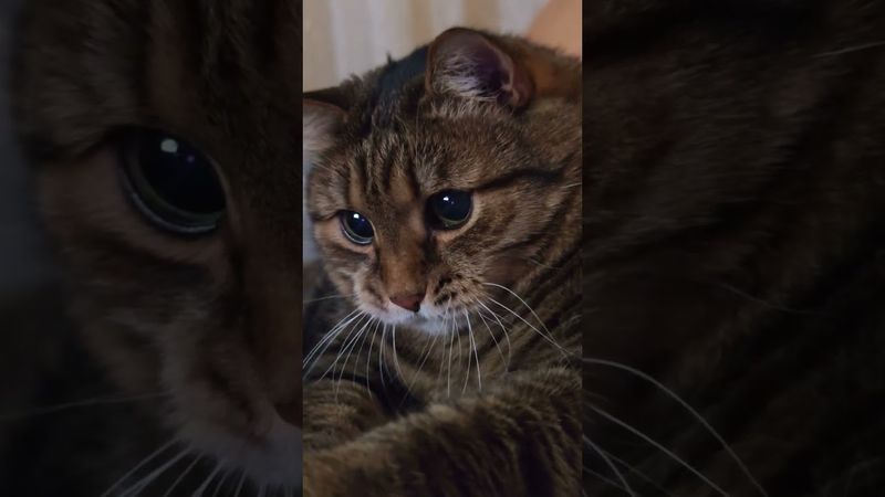 С детства 🙀🤗🤔🤣#cat #кот #юмор #котушка #приколы #цитаты