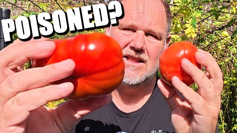 From POISON to PIZZA: The WILD History of Tomatoes