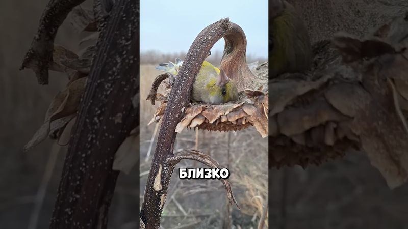 Самая ленивая птица на подсолнухе #shorts