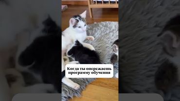 Восьмиклассник справляется с заданиями ЕГЭ лучше выпускников. Были у вас такие ребята?