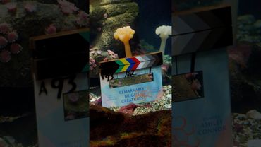 that's a wrap on Remarkably Bright Creatures 🐙