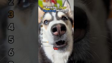 Ranking Dogs Speaking Moments