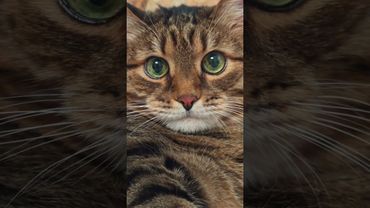 Три плюса ➕😻😉🤣 #cat #кот #юмор #котушка #приколы #цитаты