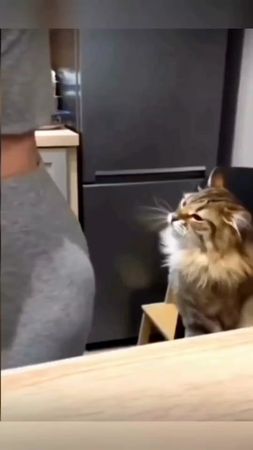 #cat #dog #funny# (5)