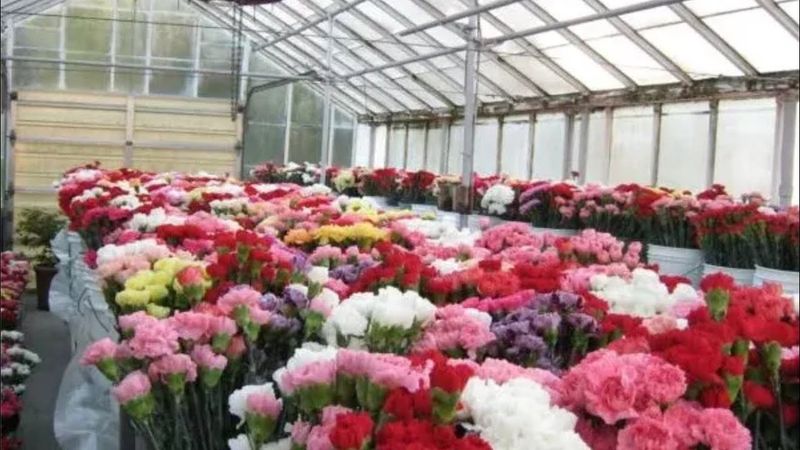 Цветочные магазины задравшие цены на гвоздики до 800 рублей призвали закрыть