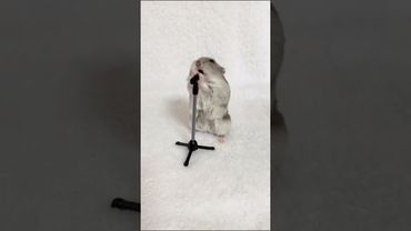 Хомяк 🐹 Най-най-на-на-на-най