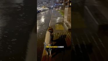 Утро, такое утро. Подписывайся, в блоге жизнь с хаски без прикрас! ☺️