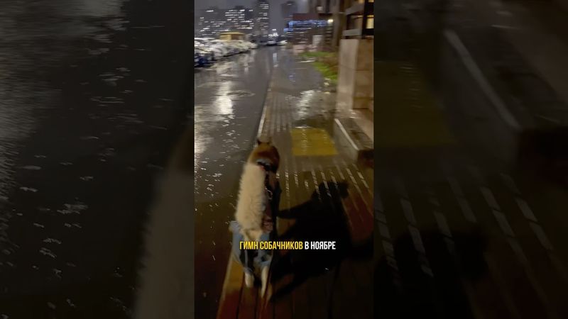 Утро, такое утро. Подписывайся, в блоге жизнь с хаски без прикрас! ☺️