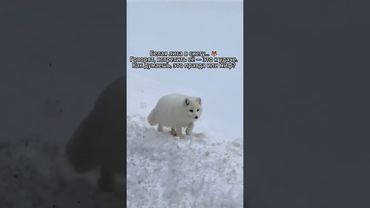 Редкая Белая Лиса у дороги?К удаче?