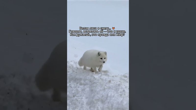 Редкая Белая Лиса у дороги?К удаче?