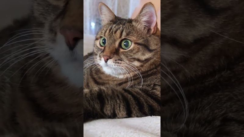 Не скучаю 😼🤔😉🤣 #cat #кот #юмор #котушка #приколы #цитаты #пародия #смех