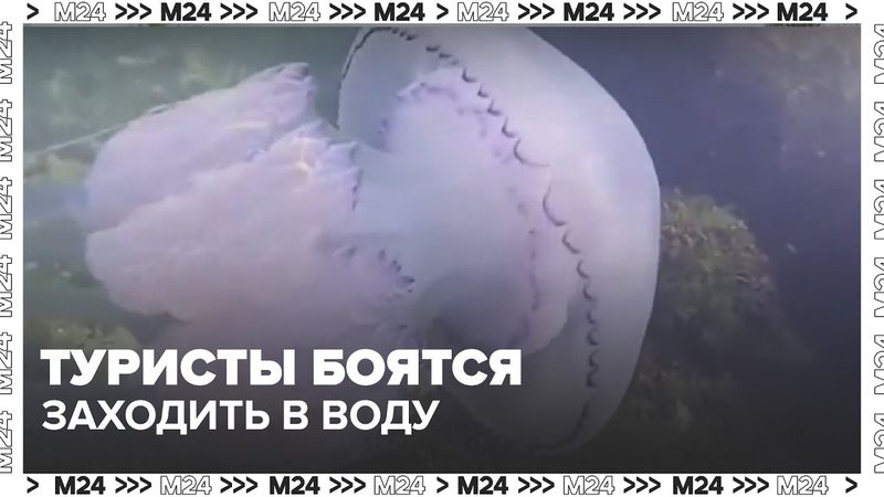 Нашествие ядовитых медуз в Азовском море: туристы боятся заходить в воду