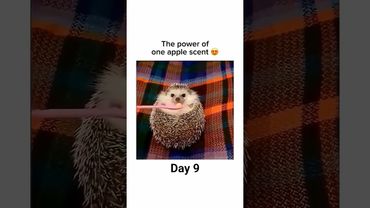 The power of one Apple scent ❤️ #cute #apple #shorts #animals