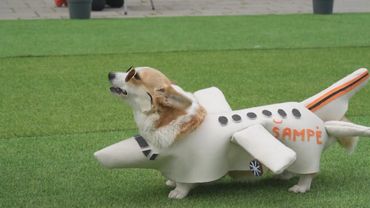 120 корги посоревновались в скорости на состязаниях в Литве