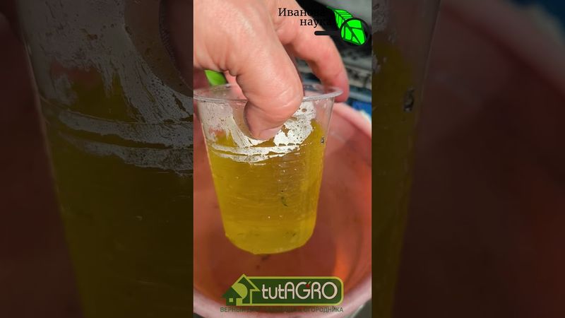 Готовим биодинамический эликсир своими руками. ОДУВАНЧИК - САМОЕ ЦЕННОЕ РАСТЕНИЕ НА УЧАСТКЕ!