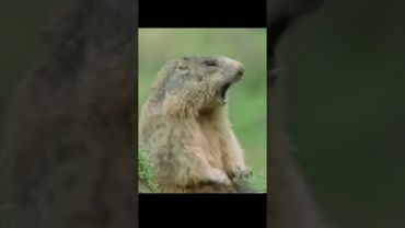 Alan! Alan! Alan! Alan! Steve! Steve!