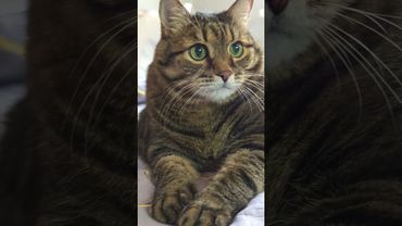 Жизнь 🙀😳🤔🤣 #cat #кот #юмор #котушка #приколы #цитаты