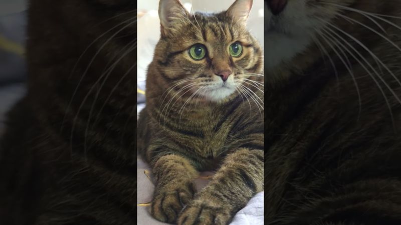 Жизнь 🙀😳🤔🤣 #cat #кот #юмор #котушка #приколы #цитаты