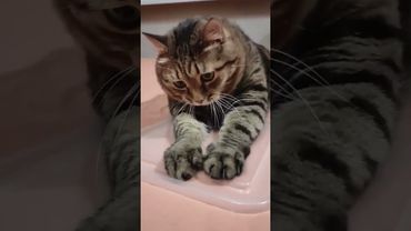 Пиф- паф 😳☠️🙀🤣 #cat #кот #юмор #котушка #приколы #котики