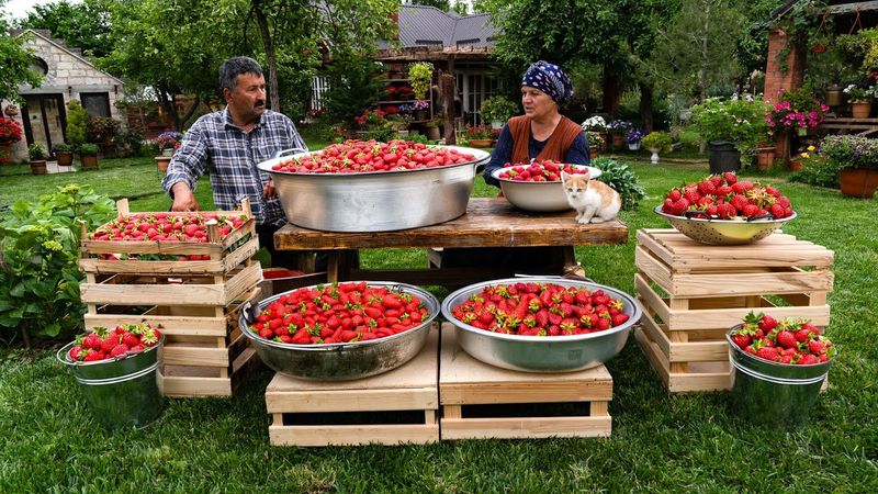 🍓 From Field to Oven: Picking, Drying, and Baking Strawberries