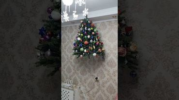 Коты в ступоре