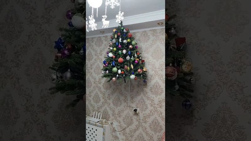 Коты в ступоре