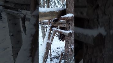 Кулемка на соболя. Бывает и так.