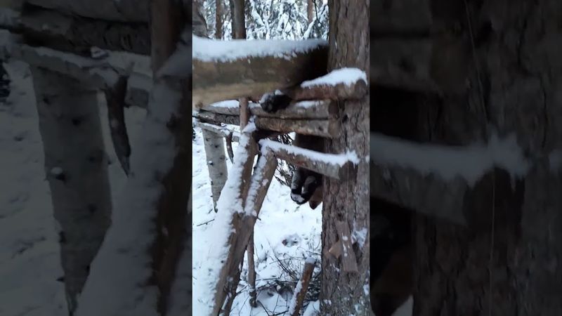 Кулемка на соболя. Бывает и так.