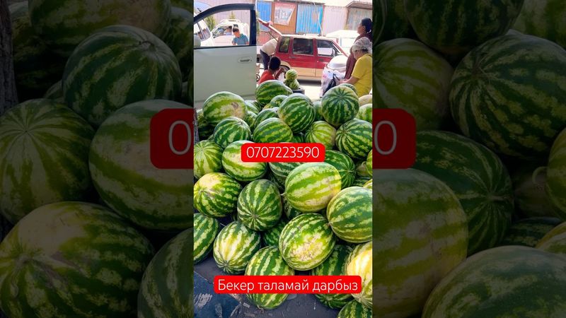 Бекер дарбыз