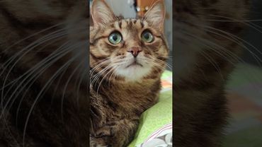 Вилка 🍴👁️🙀😉🤣 #cat #кот #юмор #котушка #цитаты #шутки #приколы