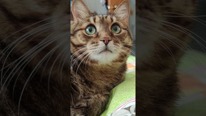 Вилка 🍴👁️🙀😉🤣 #cat #кот #юмор #котушка #цитаты #шутки #приколы