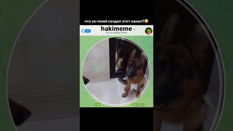 Тгк: hakimeme #мемы #прикол #кружок #мем #приколы #юмор #смешно