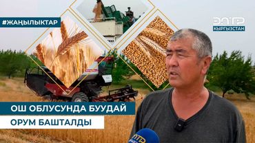 ОШ ОБЛУСУНДА БУУДАЙ ОРУМУ БАШТАЛДЫ