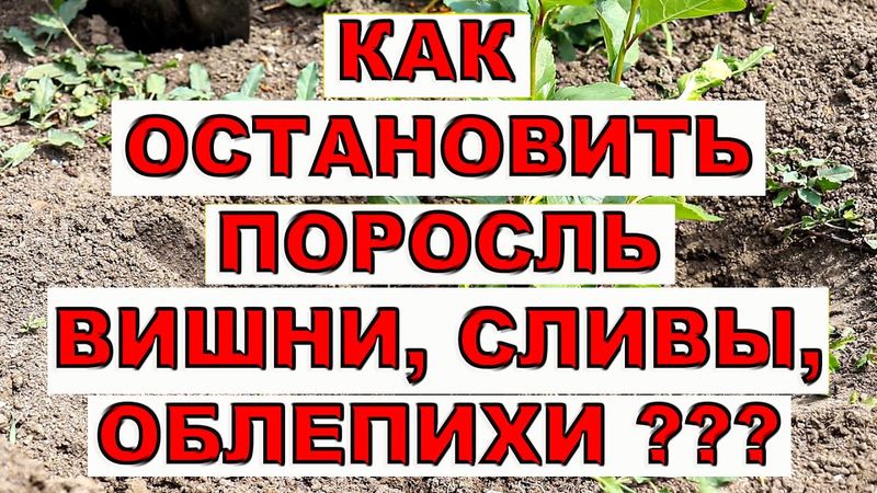 КАК ОСТАНОВИТЬ ПОРОСЛЬ ВИШНИ