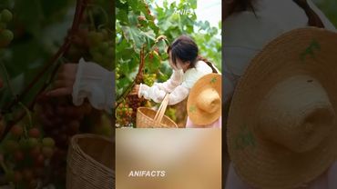 Виноград из ПЕСКА 🍇 #китай #агротехнологии #инновации #рецепт